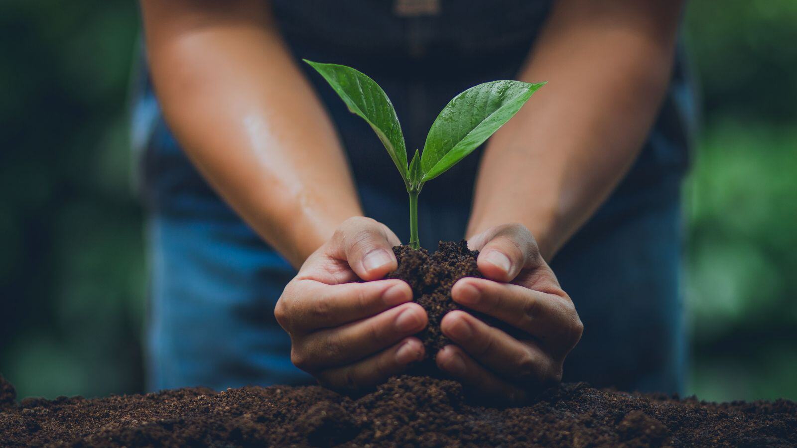 Juriba Donates One Tree For Every Windows 11 Assessment Service Signup